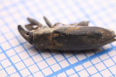 Lixus acicularis