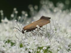 Epermenia devotella
