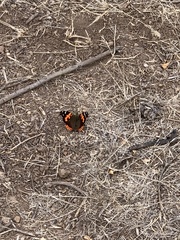 Vanessa vulcania