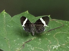 Trichodezia albovittata
