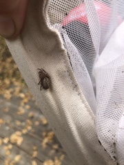 Larinioides patagiatus