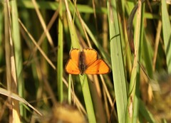 Lycaena dispar