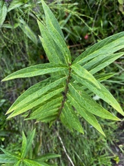 Asclepias incarnata