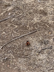 Vanessa vulcania