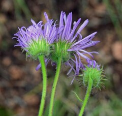 Erigeron speciosus
