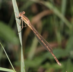 Sympecma fusca