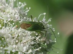 Calocoris
