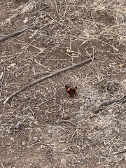 Vanessa vulcania