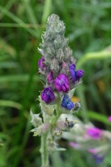 Oxytropis splendens