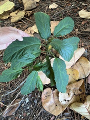 Clerodendrum quadriloculare