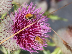 Bombus pascuorum