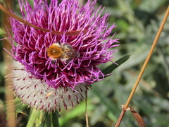 Bombus pascuorum