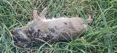 Sylvilagus floridanus