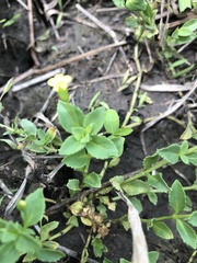 Mecardonia procumbens