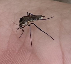 Psorophora cyanescens