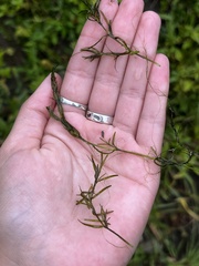 Najas guadalupensis