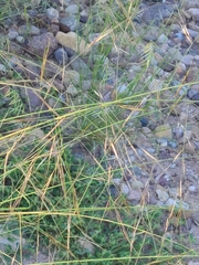 Aristida ternipes