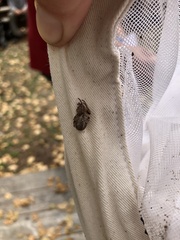 Larinioides patagiatus