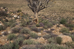 Aloidendron dichotomum