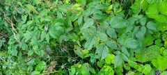 Rubus idaeus