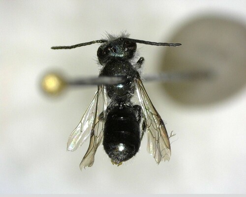 iNaturalist observation photo of Mason Bees