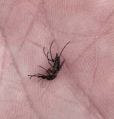 Psorophora cyanescens