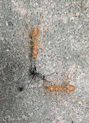 Oecophylla smaragdina