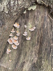 Trametes betulina