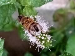 Eristalinus taeniops