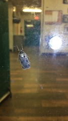 Pseudohermonassa bicarnea