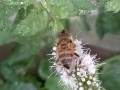 Eristalinus taeniops