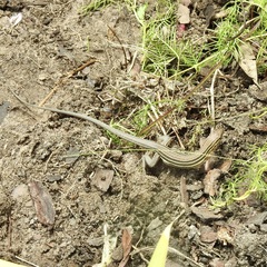 Aspidoscelis sexlineatus