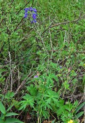 Delphinium barbeyi