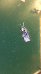 Pseudohermonassa bicarnea