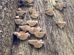 Trametes betulina