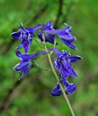 Delphinium barbeyi
