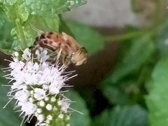 Eristalinus taeniops