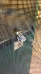 Pseudohermonassa bicarnea