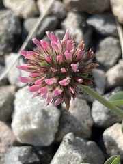 Trifolium fragiferum