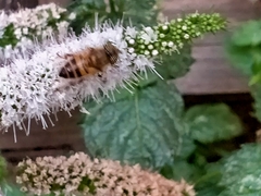 Eristalinus taeniops