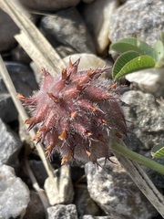 Trifolium fragiferum