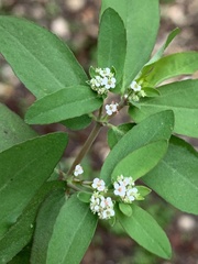 Euphorbia hypericifolia