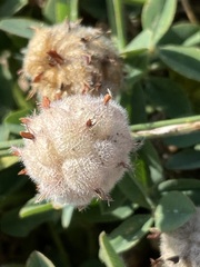 Trifolium fragiferum