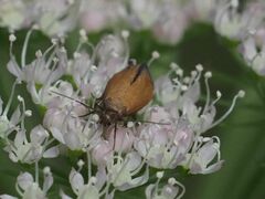 Epermenia devotella