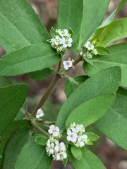 Euphorbia hypericifolia