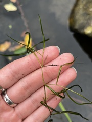 Potamogeton foliosus