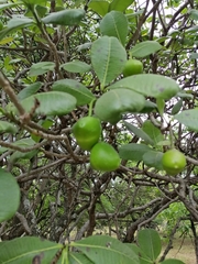 Cascabela ovata