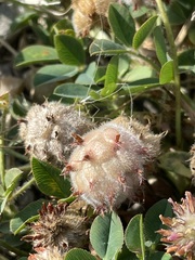 Trifolium fragiferum