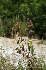Bupleurum rotundifolium