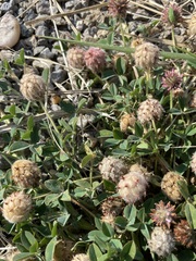 Trifolium fragiferum